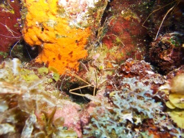 Yellowline Arrow Crabs IMG 7322